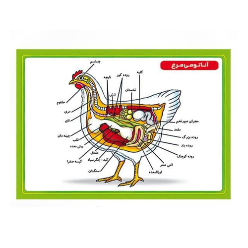 پوستر آناتومی مرغ