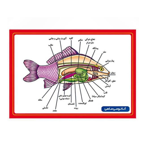 پوستر آناتومی ماهی ها